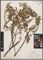 Salix aurita L. x Salix viminalis L.